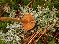 Cladonia mitis image