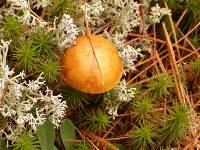 Cladonia mitis image