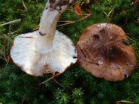 Tricholoma pessundatum image