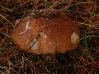 Leccinum vulpinum image