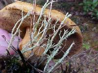 Suillus tomentosus image