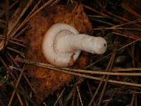 Hygrophorus pudorinus image