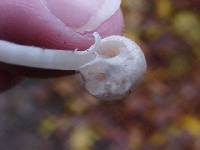 Lepiota cristata image