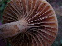 Chroogomphus tomentosus image
