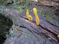 Clavulinopsis fusiformis image