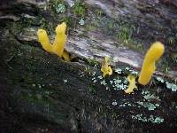 Clavulinopsis fusiformis image