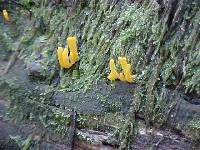 Clavulinopsis fusiformis image