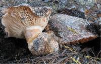 Tricholoma colossus image