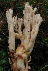 Ramaria pallida image