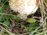 Amanita amerimuscaria image