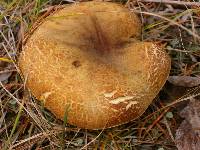 Boletus subtomentosus image