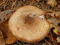 Armillaria solidipes image