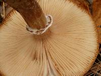 Armillaria solidipes image