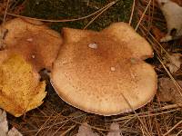 Armillaria solidipes image