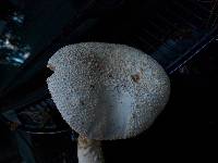 Amanita magniradix image