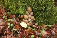 Coprinopsis acuminata image