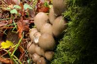 Coprinopsis acuminata image