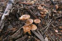 Psilocybe pelliculosa image