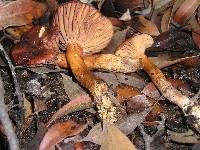 Chroogomphus ochraceus image