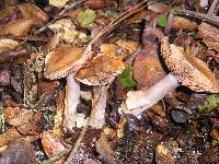 Cortinarius lucorum image