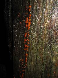 Dacrymyces stillatus image