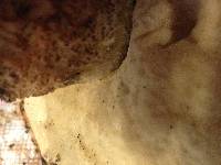 Leccinum manzanitae image