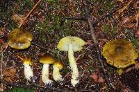 Tricholoma subsejunctum image