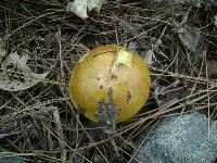 Suillus grevillei image