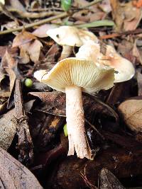 Lepiota subincarnata image