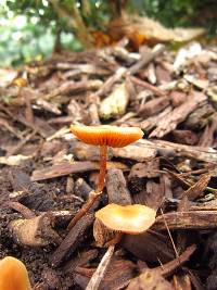 Conocybe rugosa image