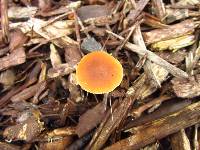 Conocybe rugosa image