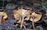 Lentinus velutinus image