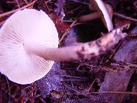 Tricholoma saponaceum image