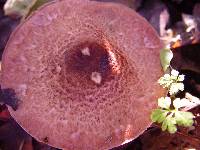 Agaricus silvaticus image