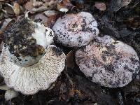 Lactarius argillaceifolius var. megacarpus image