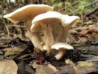 Clitocybe subconnexa image