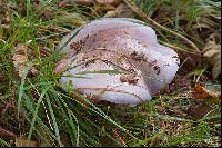 Cortinarius cumatilis image