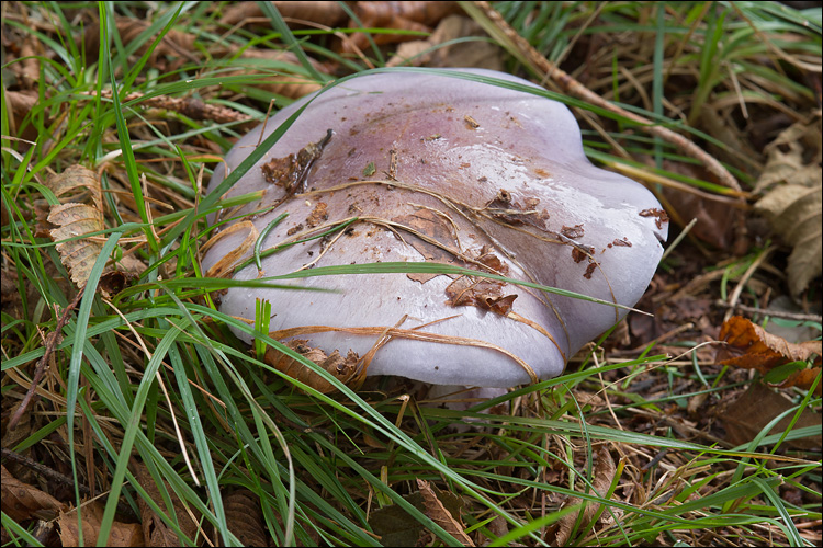Cortinarius cumatilis image