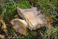 Cortinarius cumatilis image