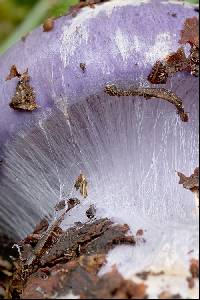 Cortinarius cumatilis image