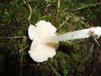 Entoloma sericellum image