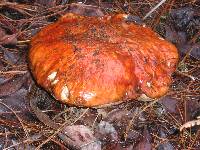 Leccinum manzanitae image