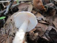 Lepiota spheniscispora image