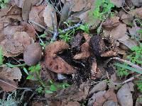 Geastrum fornicatum image