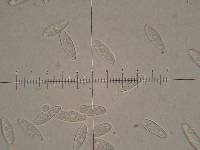 Chroogomphus vinicolor image