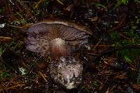 Cortinarius magicus image