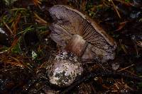 Cortinarius magicus image