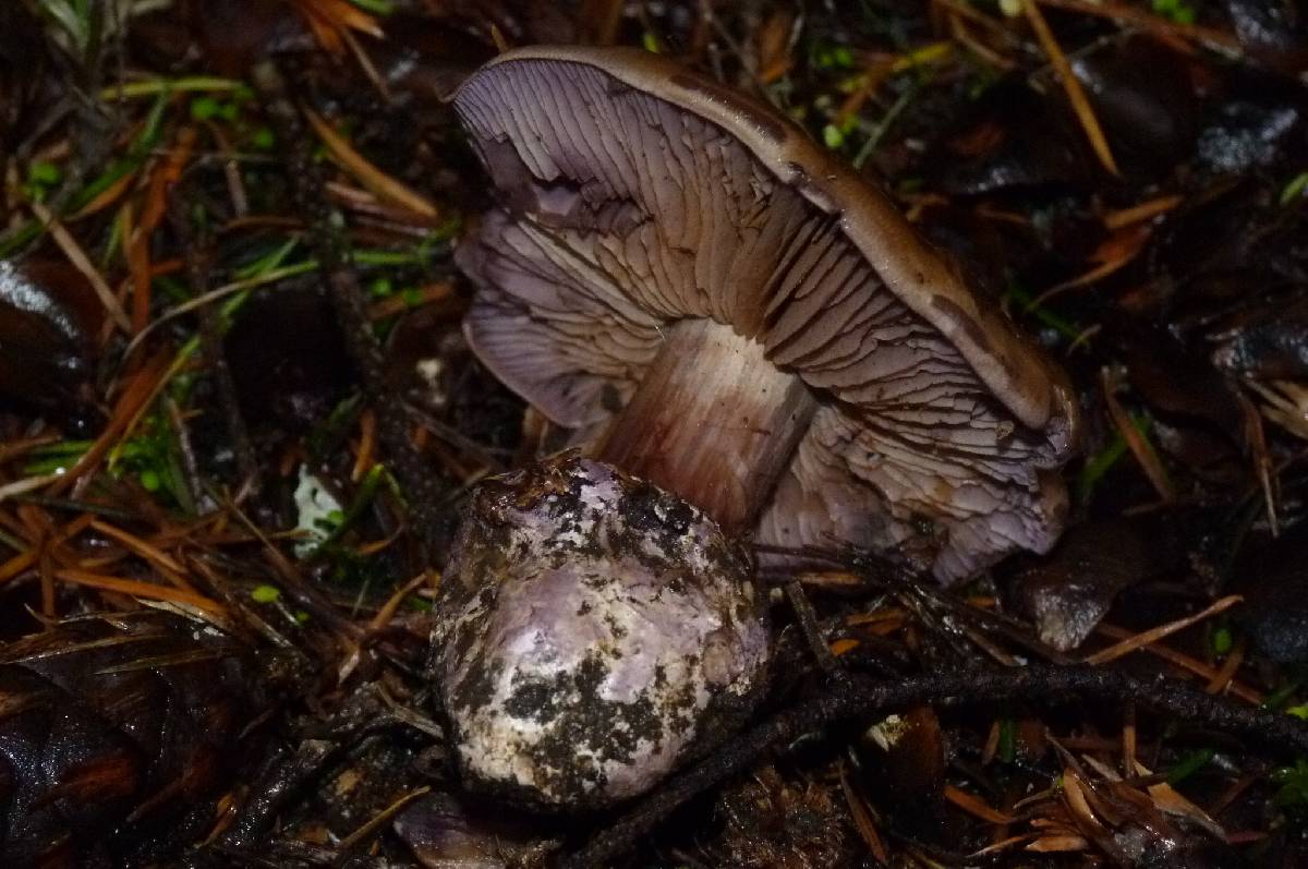 Cortinarius magicus image
