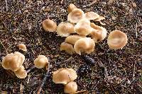Rhodocollybia butyracea image