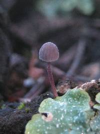 Mycena meliigena image